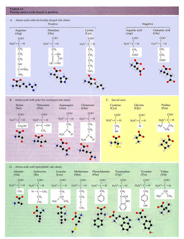 The Molecules of Life